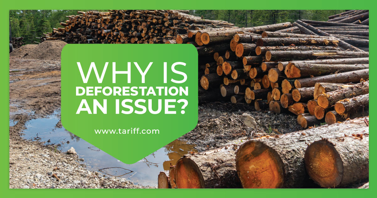 Why Is Deforestation An Issue to the Planet?