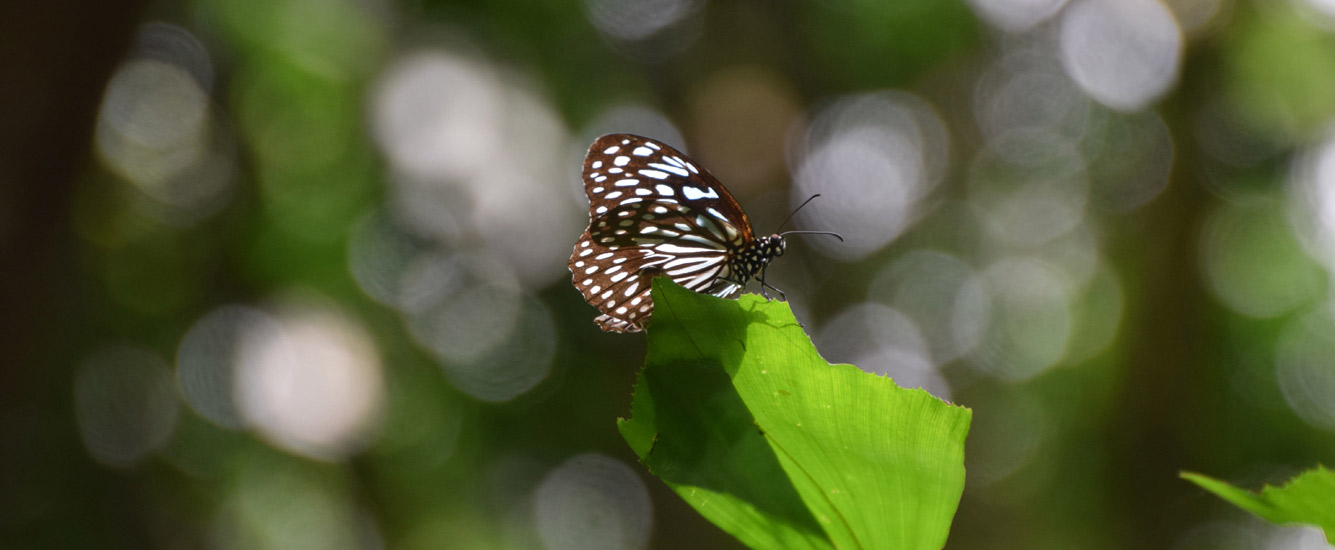 IOM Biodiversity Credits For Business